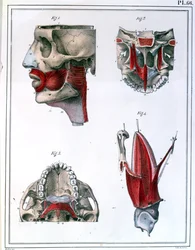 Anatomie de la gorge et de la mâchoire, du 